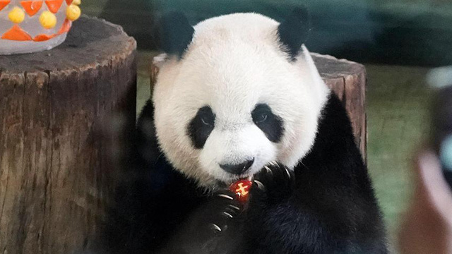 在台湾出生的第一只大熊猫"圆仔"迎来7岁生日