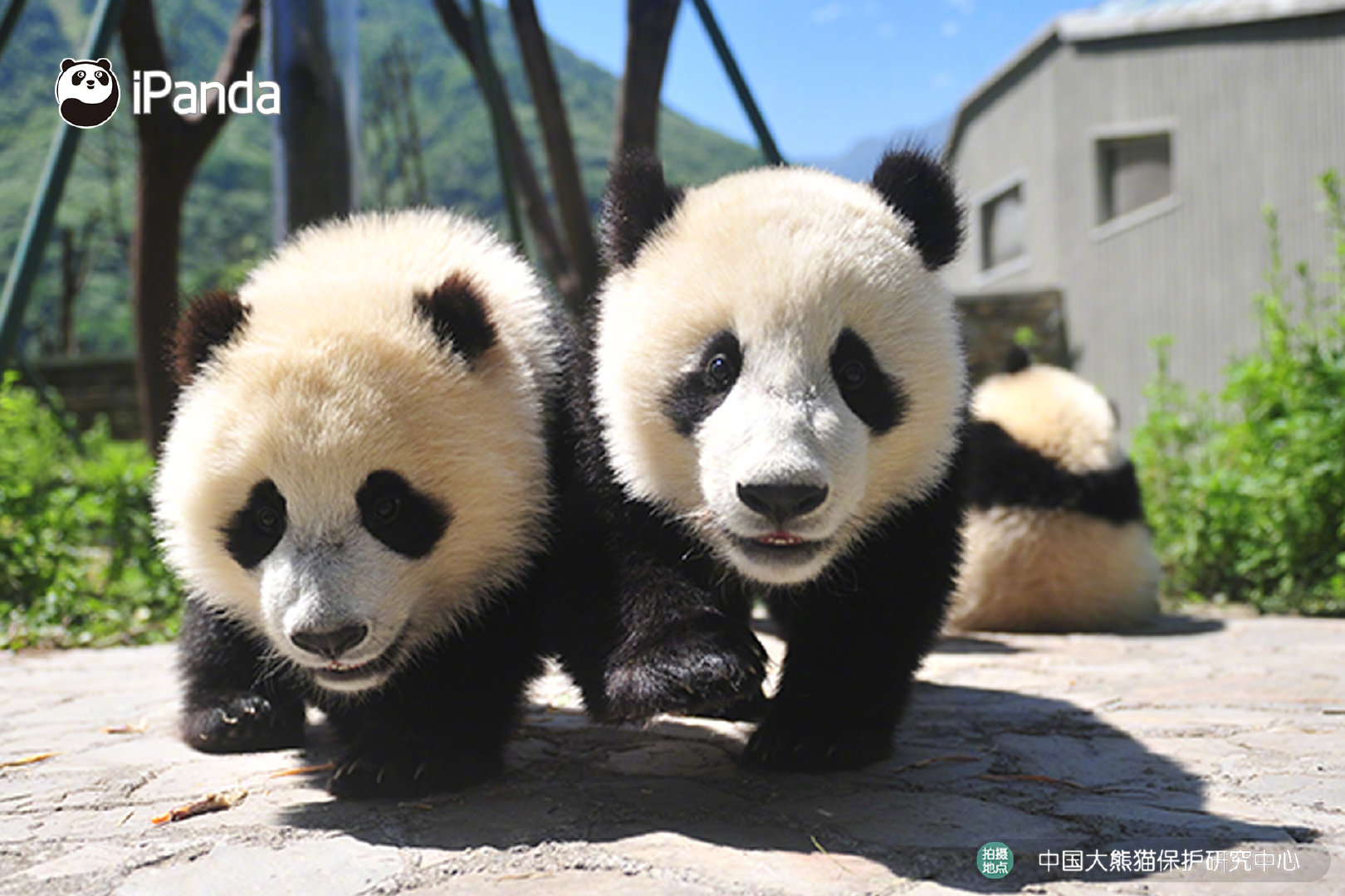 大熊猫迈迈灵岩在洛阳与公众见面