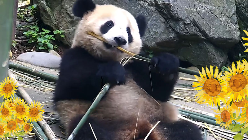 精彩一刻认真吃饭的熊猫宝宝最可爱
