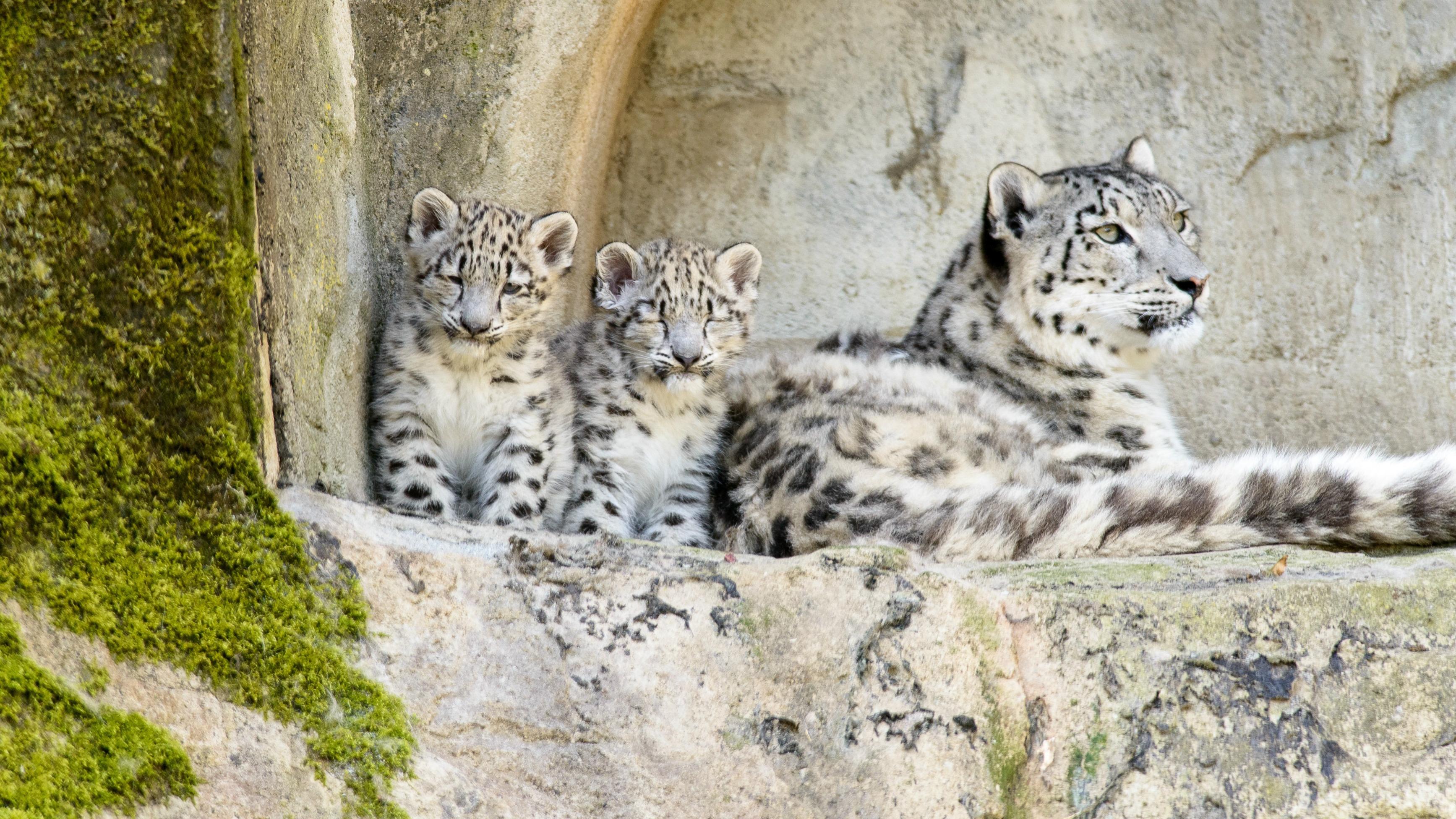 Snow leopard's hard-won family feast