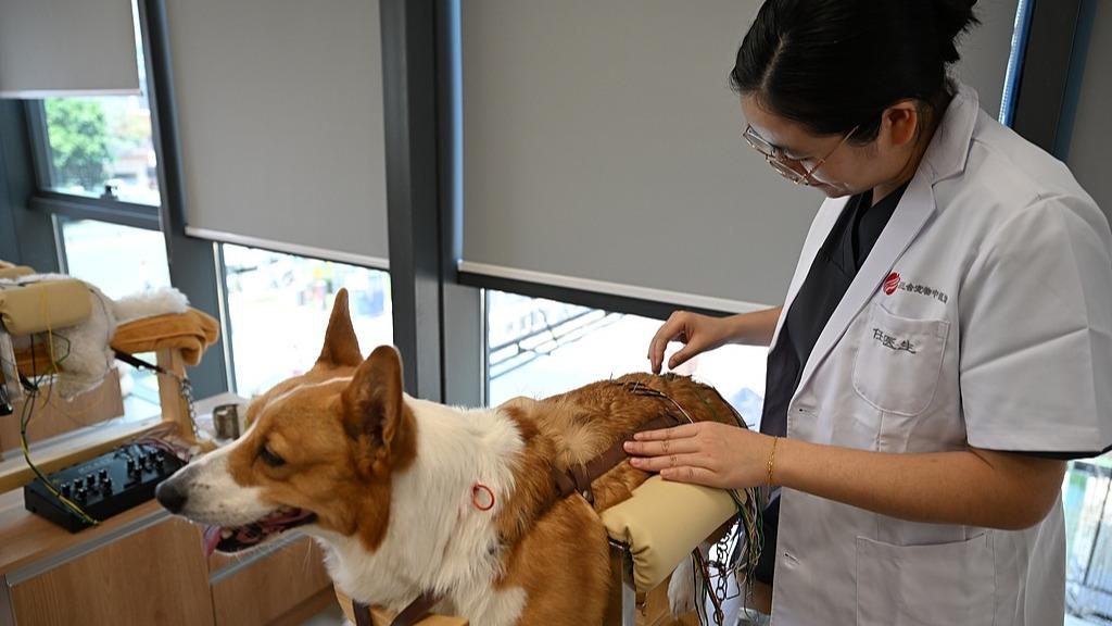Acupuncture for furry friends