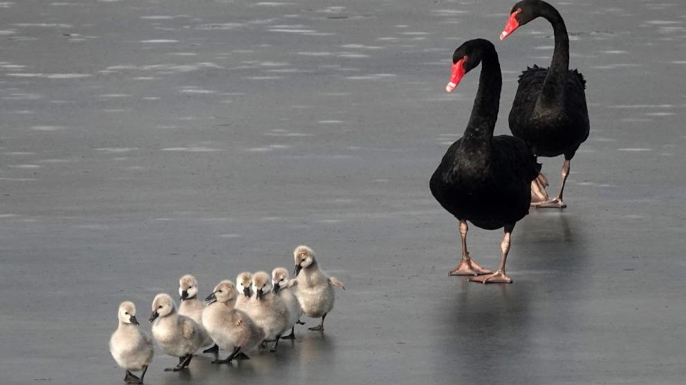 Fuzzy cygnets on ice in Yuanmingyuan Park