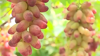 农业农村部：水果全链条分级 让好吃有营养“看得见”