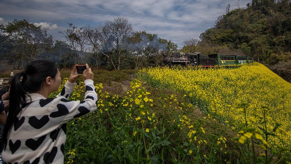 Leshan, Sichuan: Vintage train chugs through golden flower sea