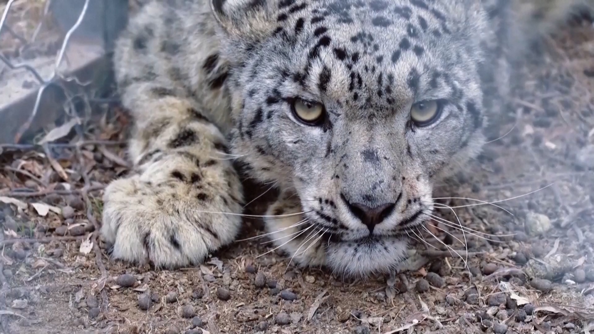 Over 200 snow leopards recorded in Xinjiang reserve