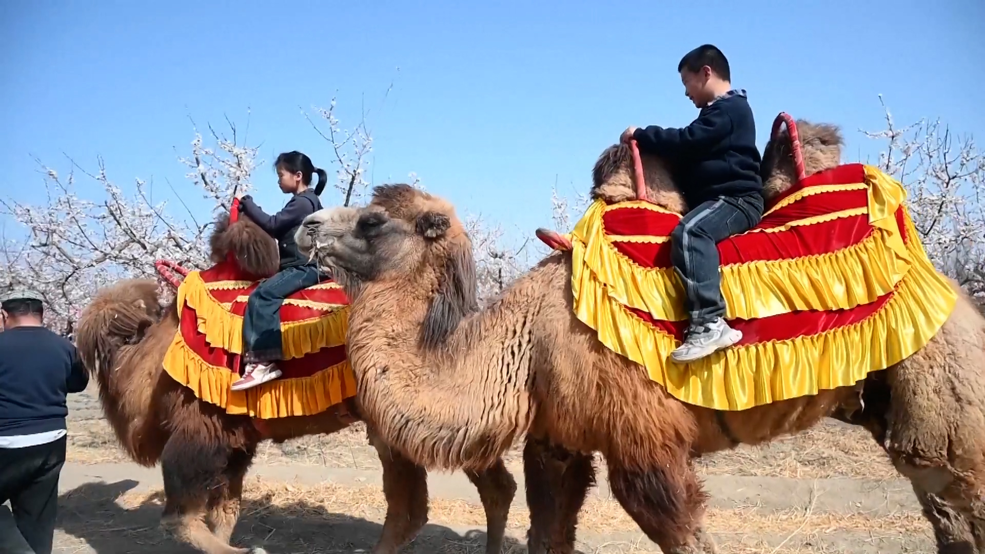 Apricot blossoms draw tourists to Xinjiang's Turpan