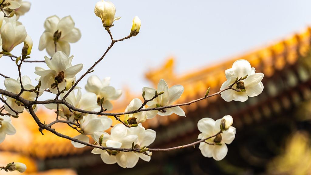 Spring blossoms adorn ancient architecture in the Forbidden City