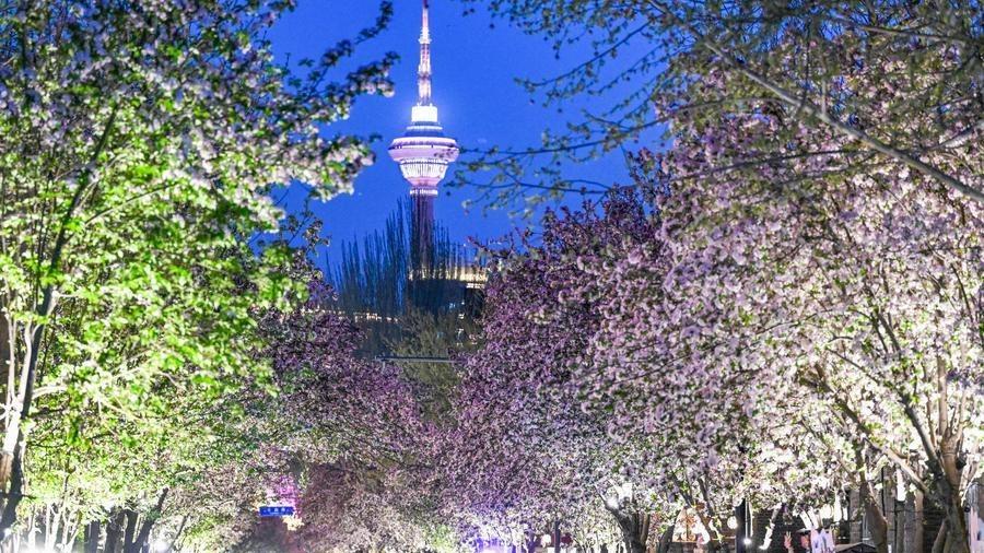Tianjin's Wudadao historical urban area welcomes spring with crabapple blossom festival