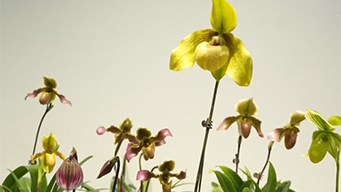 2026中国国际花卉园艺展览会