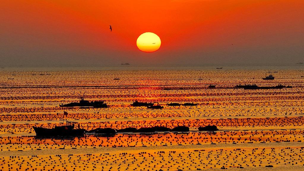 Rongcheng, Shandong: Fishermen harvest kelp at sunrise