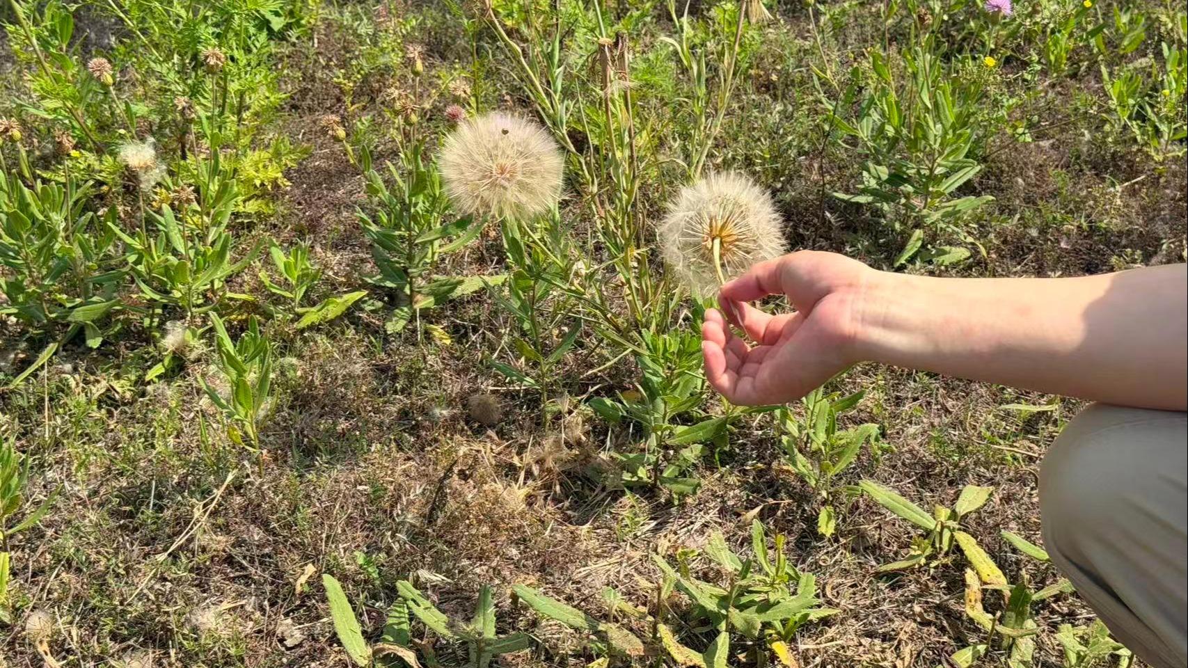 Digital tools strengthen invasive species control in Beijing