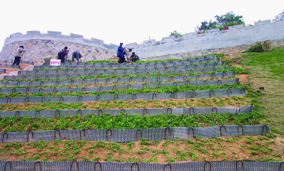 长汀人用编栅护坡的方法防止水土流失治理荒山