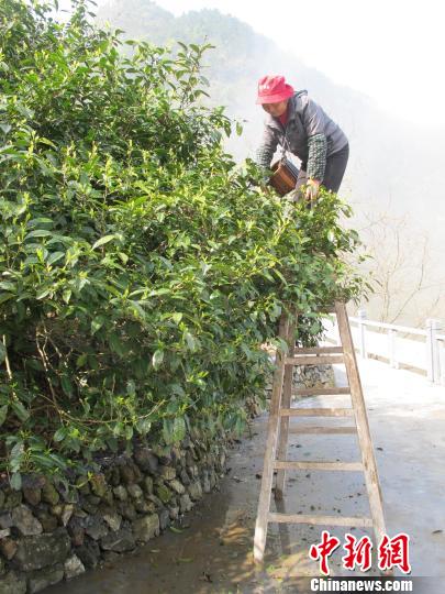 杭州淳安县鸠坑乡塘联自然村的鸠坑原种"茶树王"复活后首次开采.