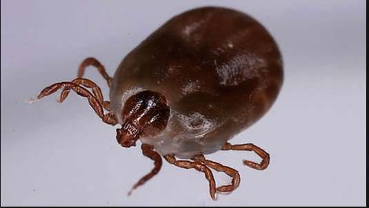 韩国首次确诊"蜱虫病"在人际间传播病例