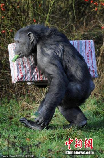 资料图片:黑猩猩 图片来源:cfp视觉中国