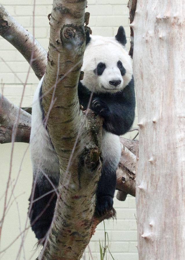 苏格兰熊猫争夺战图片