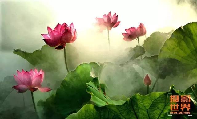 荐读仲夏时节赏荷花古诗词里寻美景