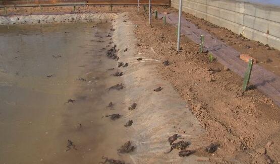 返乡养林蛙一招制胜招赚百万