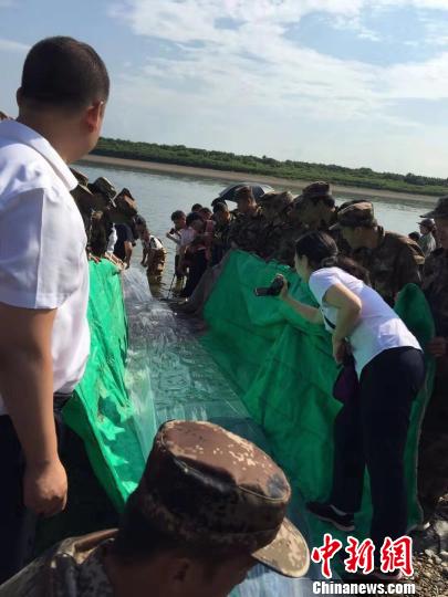 中国北疆首次在黑龙江上游放流12万尾“施氏鲟”