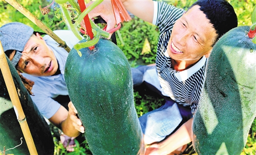 江西宜春有对“冬瓜兄弟” 靠技术获得高收益