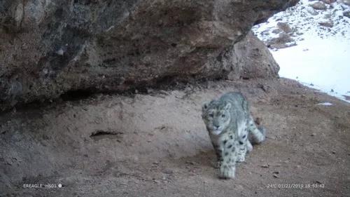红外相机在黄河源头拍摄到的雪豹影像。新华社发