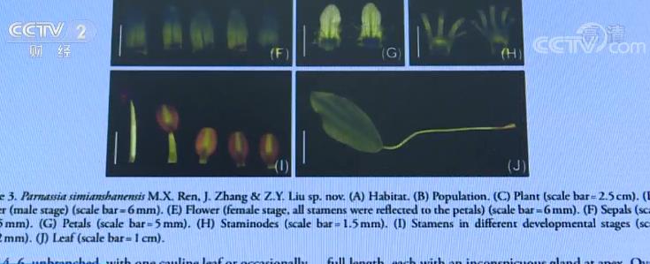 厉害了重庆发现两个植物新物种 已获国际认定美嘉体育官网(图4)