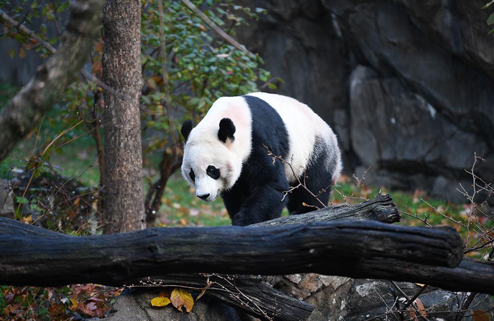 GDP外交部熊猫表情_熊猫表情包(3)