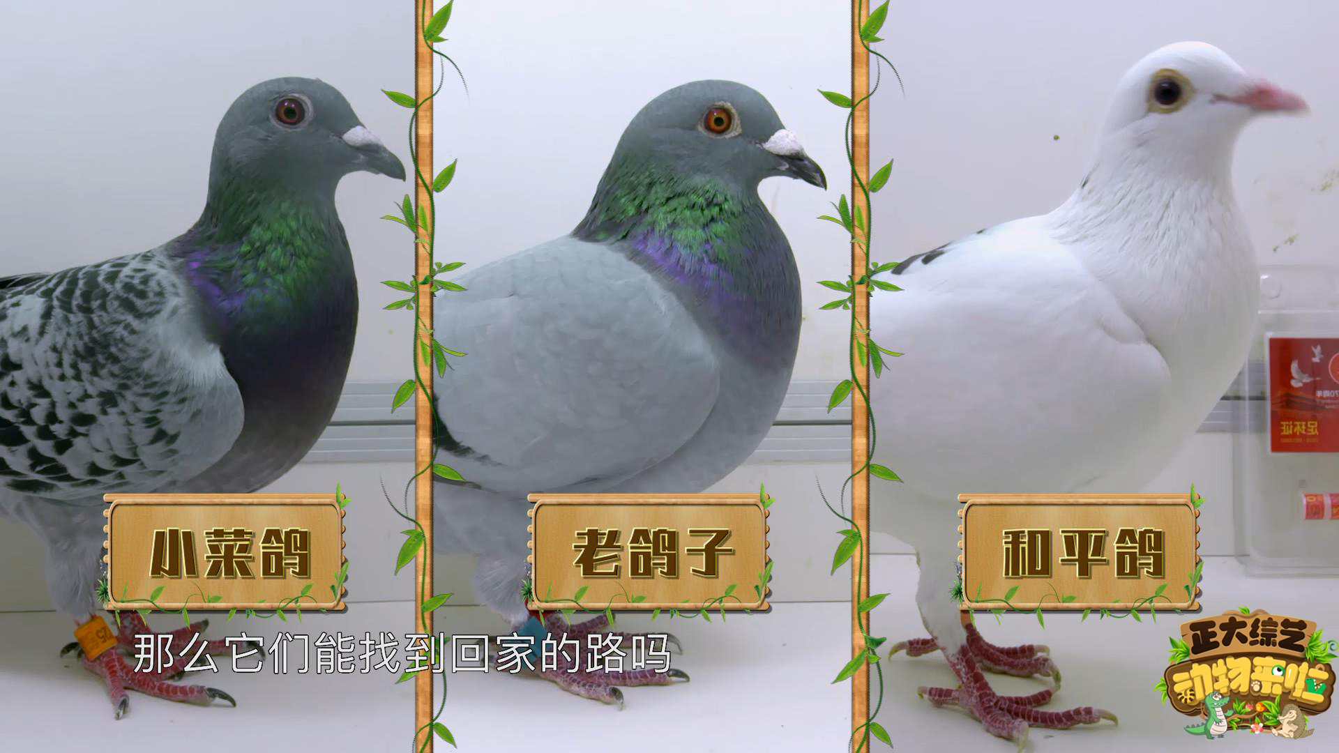 带着疑问,《动物来啦》来到中国信鸽协会首席专家黄剑老师的鸽舍,进行