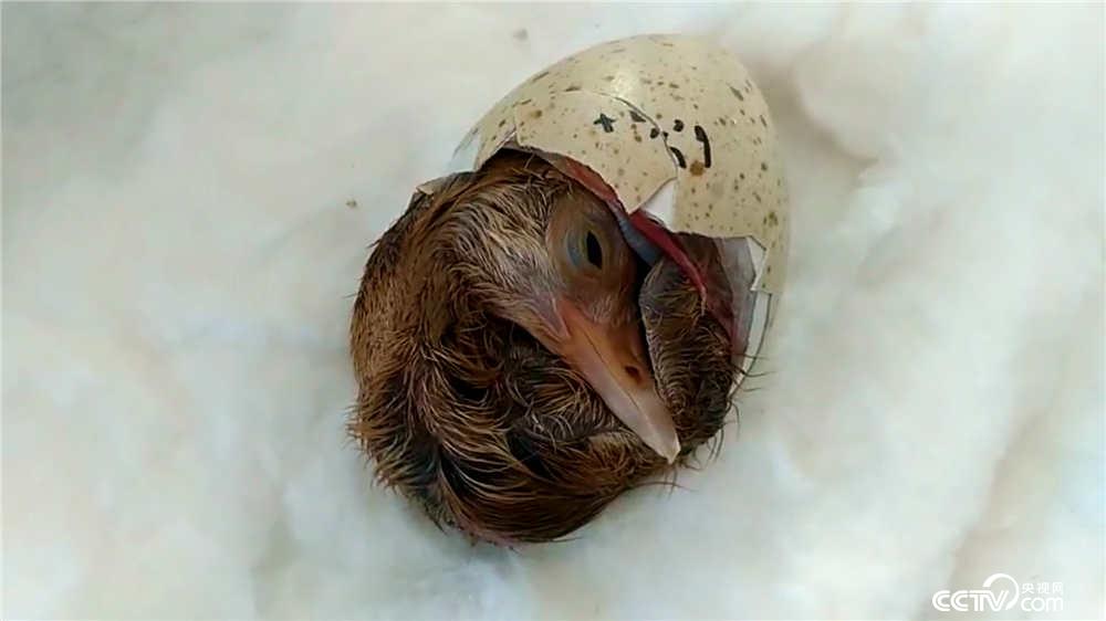 《探索·发现》节目预告(12月16日-12月15日)