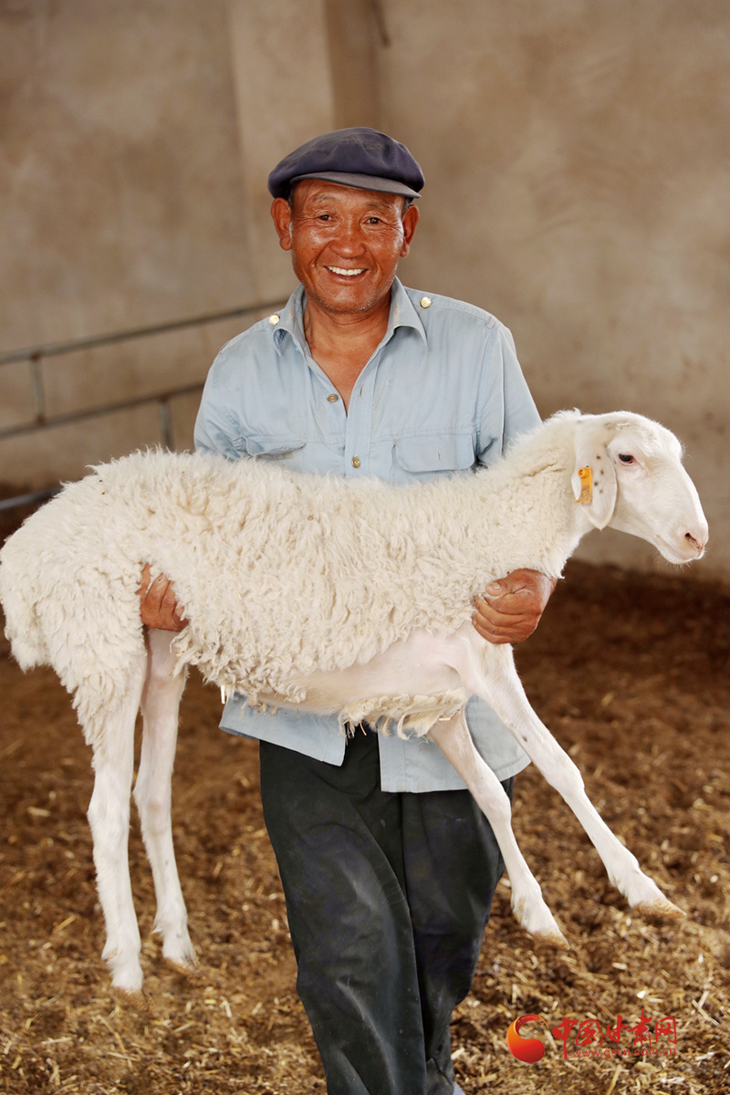 抱着即将出栏的羊,李应川说"我想请总书记吃我家的羊肉.