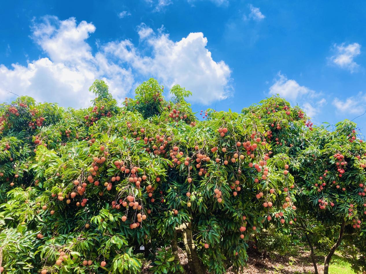 世界荔枝看中国,中国荔枝看广东,广东荔枝看茂名.