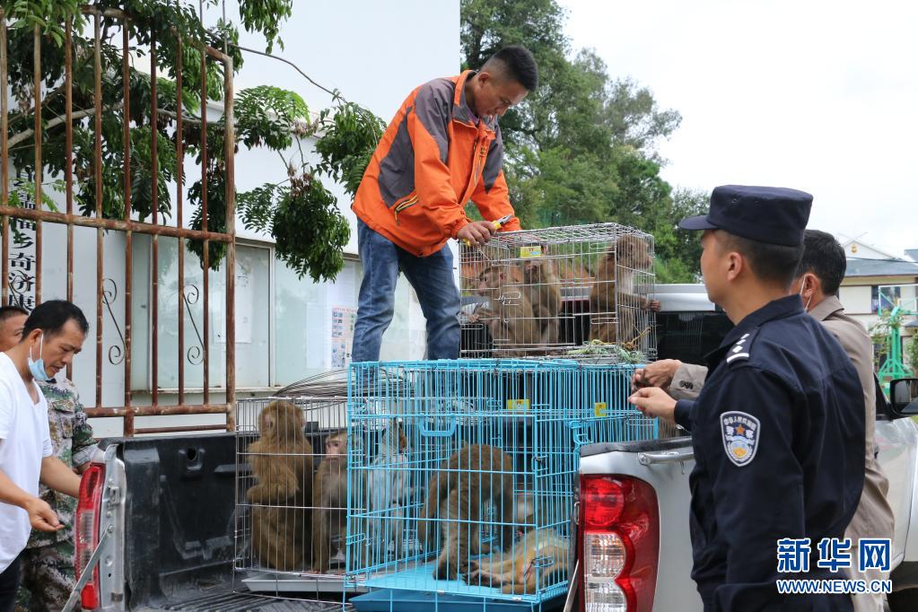 村民主动上交猴子,竟是国家一级保护动物_新闻频道_央视网(cctv.com)