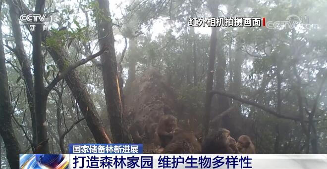 国家储备林是维护生态安全和生物多样性的有力举措 国家储备林是维护生态安全和生物多样性的有力举措