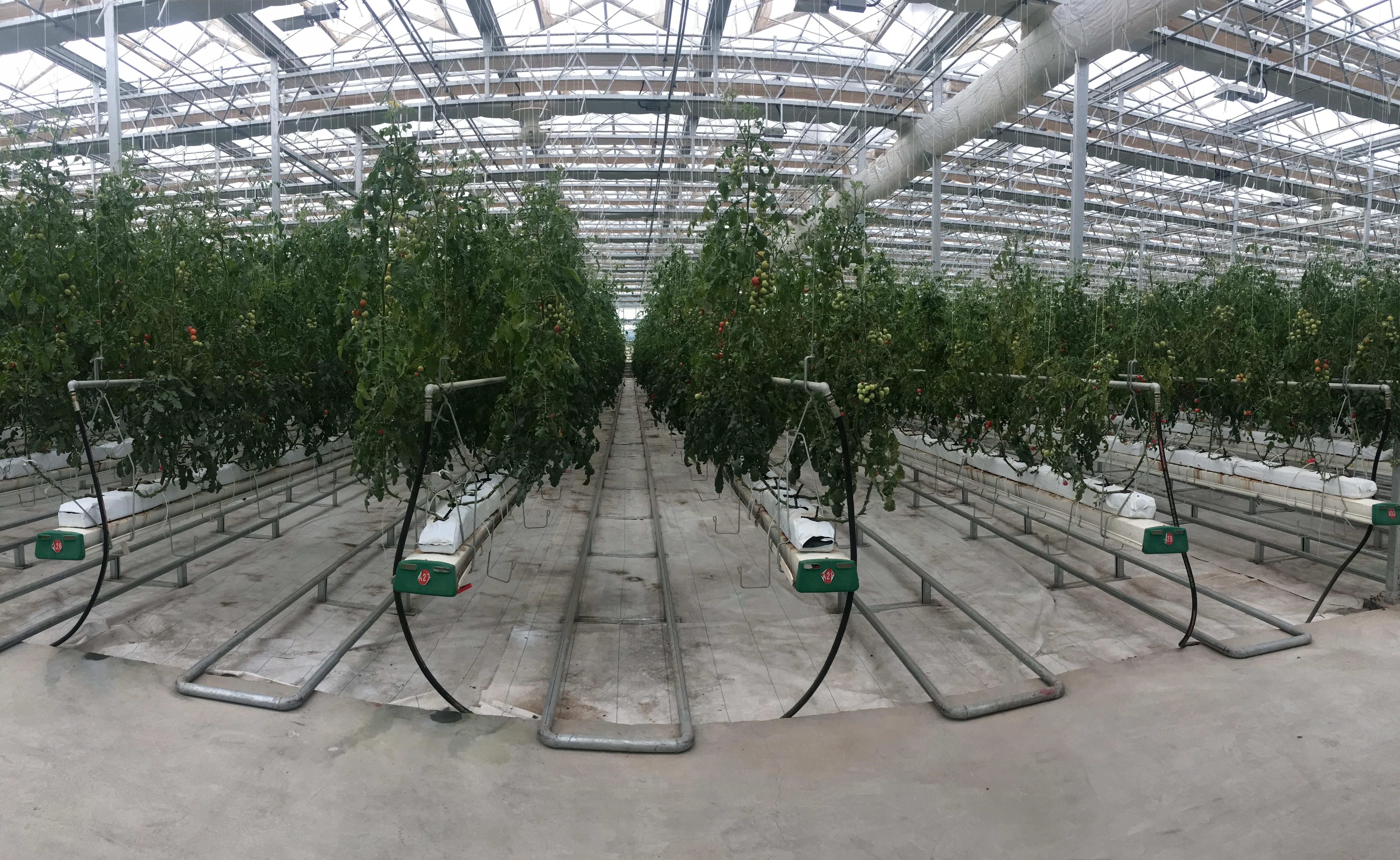 智能连栋温室内部