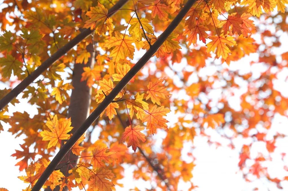 美国红枫(掌状叶3-5裂,边缘具不规则锯齿,基部心形)