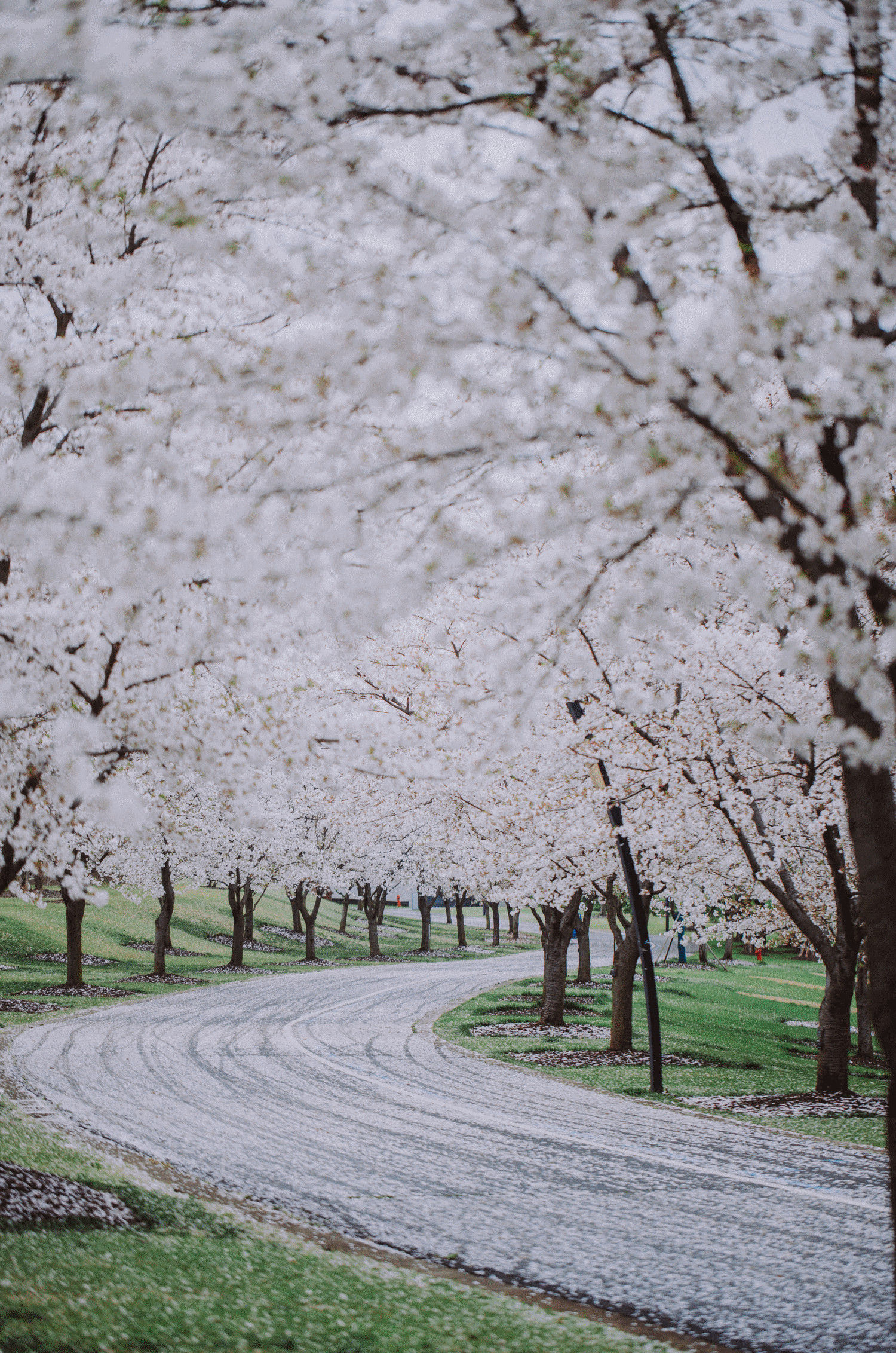 装点沪上春日行赏樱预告