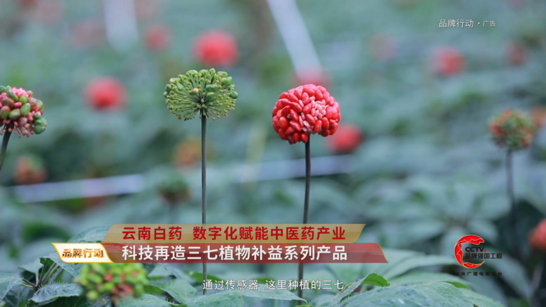 cctv品牌发布│云南白药数字化赋能中医药产业