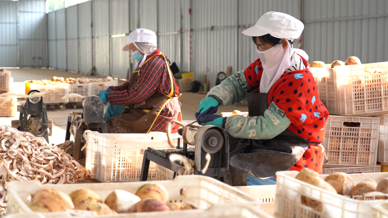 【大宏图&middot;&ldquo;县&rdquo;在启航】广西荔浦：拉长链条赋能&ldquo;金芋飘香&rdquo; 集群聚势叫响&ldquo;衣架之都&rdquo;
