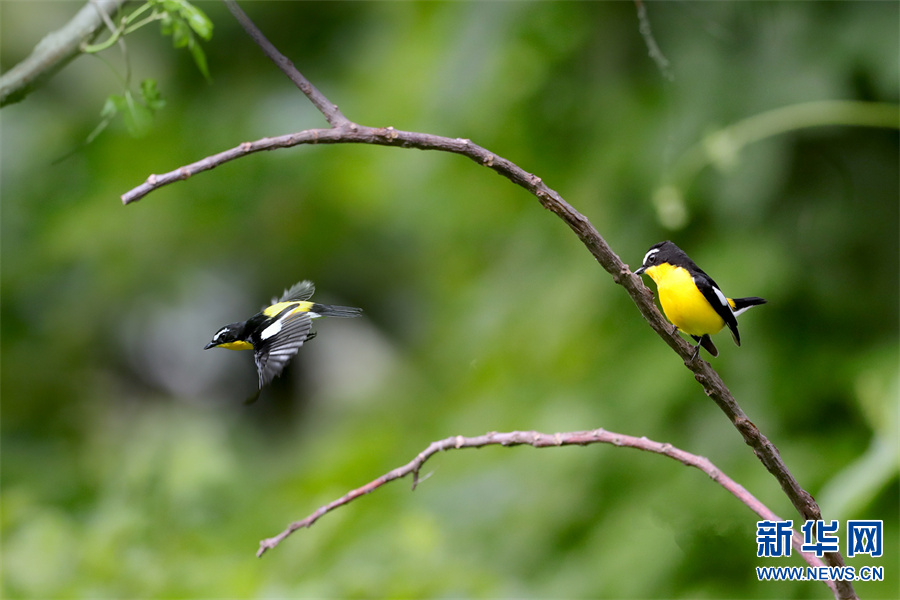 河南新县生态美鸟翩跹