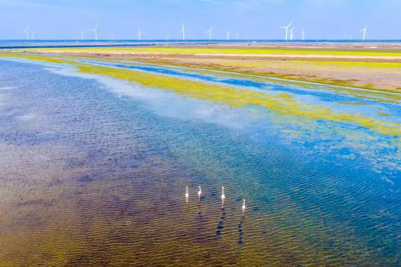 盐城黄海湿地(盐城市委宣传部供图)