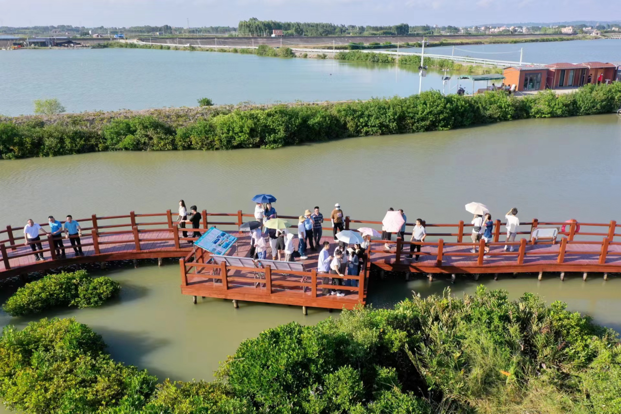 湛江红树林实景