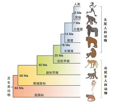 人与猿类是如何在进化中“甩掉”尾巴的_新闻频道_央视网(cctv.com)