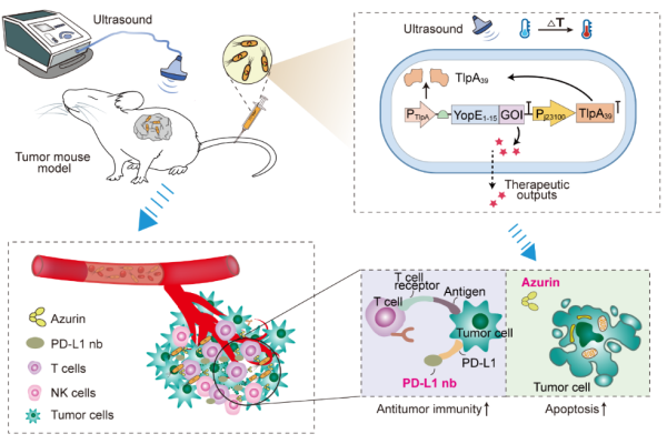工程细菌作用机制示意图
