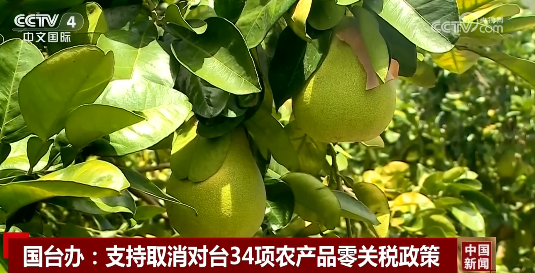 反击赖清德当局顽固坚持“台独”立场大陆取消对台34项农产品零关税政策_新闻频道_央视网(cctv.com)