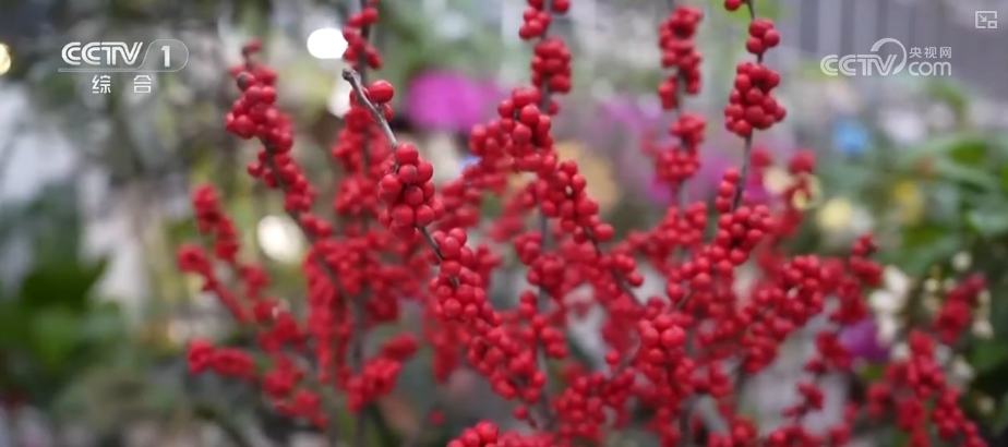 节日市场红红火火，文化味、年味儿……好一幅人间烟火气的“年俗画”