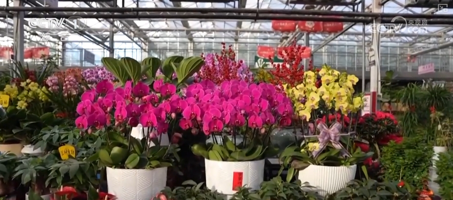 节日市场红红火火，文化味、年味儿……好一幅人间烟火气的“年俗画”