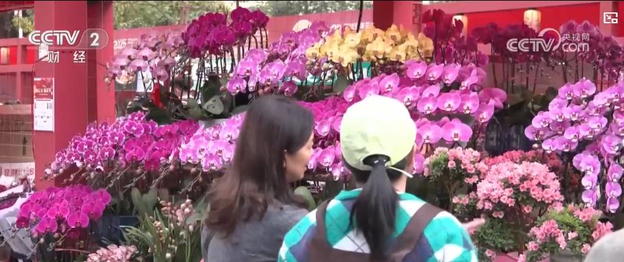 赏花灯、逛花市!灯火璀璨照新春,花香四溢迎佳节