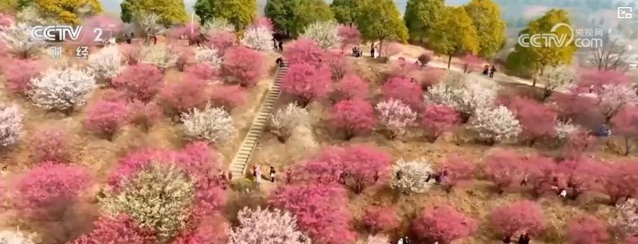 赏花经济升温！全国多地繁花盛放 掀起春日赏花热潮