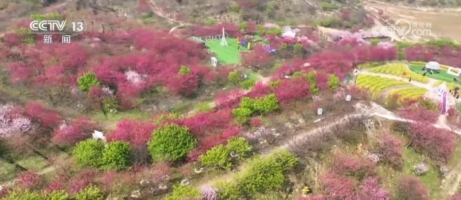 春风吹热“花经济” 农文旅融合为乡村振兴“增色添香”