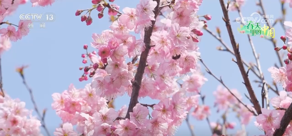 春风吹热“花经济” 农文旅融合为乡村振兴“增色添香”